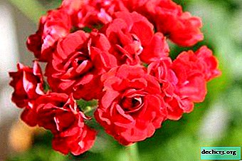 יופי בהיר פלגרוניום rosebud: כללי טיפול ואת הזנים הפופולריים ביותר עם תיאור ותצלום