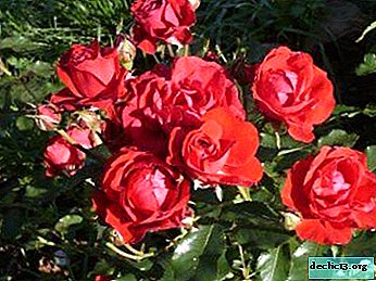 Bright beauty rose Nina Weibul - characteristics of the variety, care tips and photos of the plant