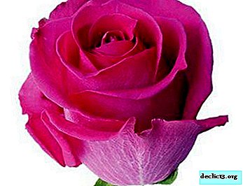 Bright Beauty - Pink Floyd Rose. Description and photo varieties, tips for growing