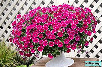 Bright summer beauty Petunia ampelous: cultivation and care