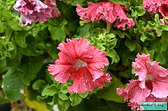 Brillant résident de pétunia parterres de fleurs rabougris: variétés, notamment la plantation et les soins