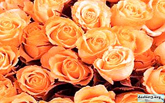 Màu sắc tươi sáng cho ngôi nhà và những luống hoa: đánh giá các giống hoa hồng cam với một bức ảnh