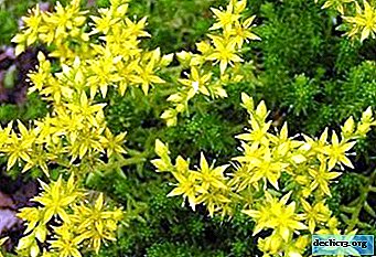 Bright and unpretentious stonecrop caustic: description and photo of varieties, care and reproduction