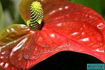 Ryškus ir šventinis Anthurium Andre: aprašymas ir nuotrauka. Augalų priežiūra namuose ir lauke