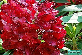 Bright Rhododendron Francesca: a description of the appearance and rules of care - Garden plants