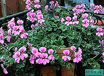 Caring cultivation of geranium ivy - Home plants