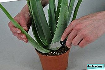 Warum Sie Aloe kürzen müssen und wie Sie es richtig machen: Schritt-für-Schritt-Anleitungen und die Nuancen, wie Sie nach dem Eingriff gehen müssen