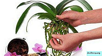 Why use succinic acid for orchids and how to do it right?