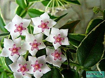 Hoya Bella merveilleuse: une description de la fleur, les caractéristiques de soin et la vue sur la photo