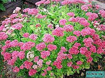 زخرفة رائعة من flowerbeds هو stonecrop مرئية. الصورة ، وصف الأصناف ، نصائح الرعاية