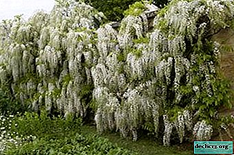Fascinerende kinesiske wisteria Alba - træk ved forladelse, plantning og andre nuancer