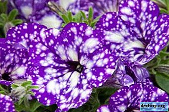 Fascinating beauty - Petunia "Starry sky". Varieties, their description, care features