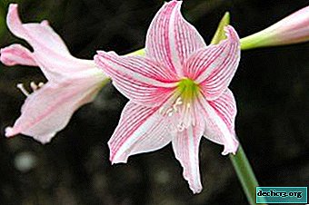 Floare fascinantă - Amaryllis belladonna