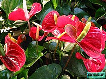 Anthurium flowers turn green. Why is this happening and how to fix the problems that arise?