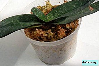 Green carpet in a pot: how to use moss for orchids?