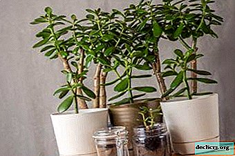 Land for a money tree: what kind of shop soil is needed, and also how to prepare the soil yourself?