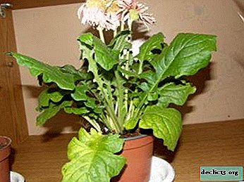 Leaves turn yellow at room gerbera: why is this happening and what to do for prevention?
