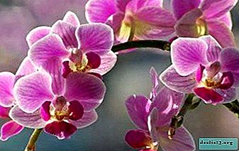 Orhideje porumenijo: zakaj se to dogaja in kaj storiti, če se srečujete s podobnim?