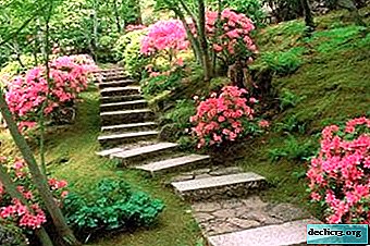 A pérola do design da paisagem é o jardim da azálea. Foto, descrição das variedades, nuances de cuidados