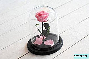 Live eternal rose in a glass flask: description with photo, overview of manufacturers, colors and care