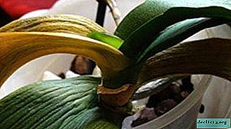 ใบไม้ที่ตายแล้วและดอกตูมร่วง: ทำไมกล้วยไม้ถึงเหี่ยวเฉา, ในกรณีนี้จะทำอย่างไร, และจะรักษาดอกไม้ได้อย่างไร?
