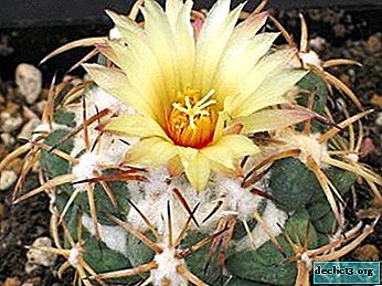 Conozca a un invitado mexicano - Corifanta Cactus