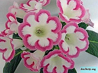 Acquaintance with Rosalind gloxinia: photo, description and features of care