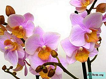 Susipažinimas su Phalaenopsis Multiflora orchidėja