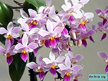Cunostinta cu Orhideea Philadelphia: o descriere a aspectului si recomandari pentru ingrijirea plantei