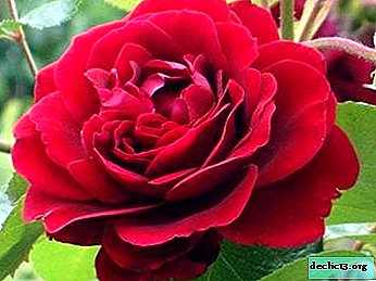 Acquaintance with a climbing rose Amadeus. Description and photo of the flower, as well as features of cultivation and care