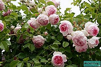 Acquaintance with the climbing rose of the Jasmine variety. Practical tips for growing terry beauty
