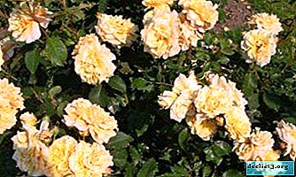 Conocimiento de un exfoliante de rosas: qué es, variedades, fotos, características de cultivo
