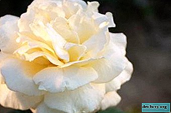 Conocimiento de la rosa de la calle de la variedad La Perla. Foto y recomendaciones prácticas para cultivar una flor.