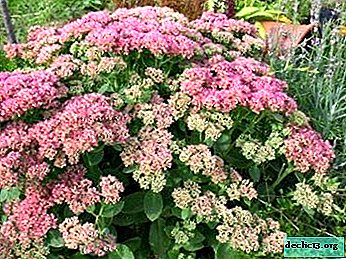 Meet: stonecrop ordinary and its other varieties. Description and Features