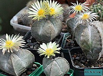 Star cactus of extraordinary beauty - houseplant Astrophytum myriostigma