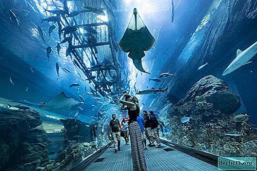 Dubai Mall Aquarium - the largest indoor aquarium in the world