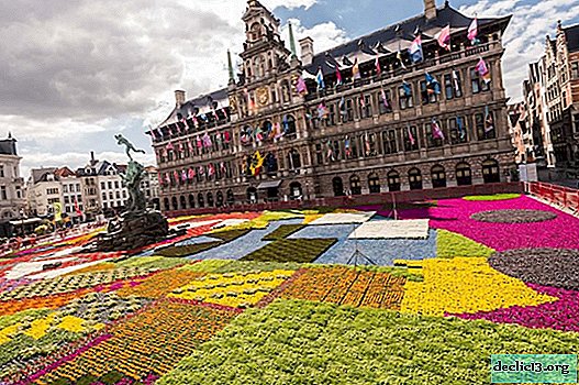 Vad du kan se i Antwerpen - de viktigaste attraktionerna