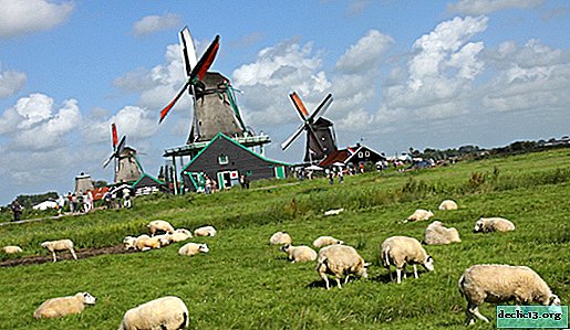 هولندا الجذب: Zaandam و Zaanse Schans