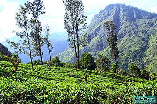 Ella - çay tarlaları arasında Sri Lanka'nın dağ merkezi