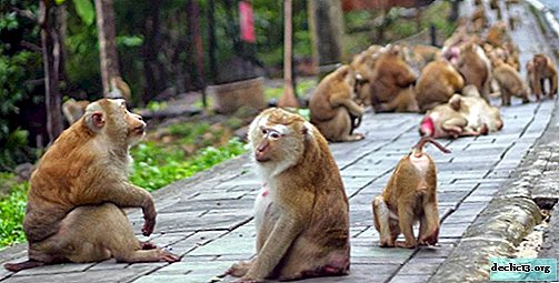 Montagne des singes à Phuket - un lieu de rencontre pour les touristes avec des macaques