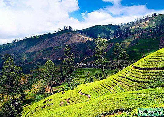Nuwara Eliya, Sri Lanka: mountains, waterfalls and tea plantations