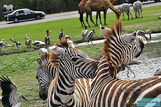 Safari Park en Bangkok: una descripción detallada con fotos