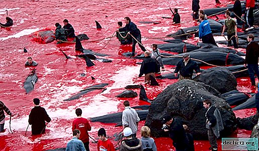 Die Tötung von schwarzen Delfinen in Dänemark auf den Färöern - warum und wie passiert das?