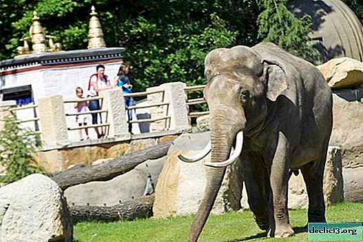 Zoo de Prague - ce que vous devez savoir avant de visiter