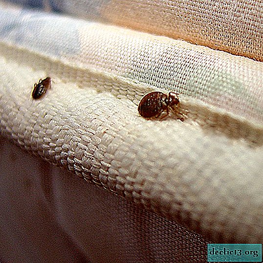 सोफे पर बिस्तर कीड़े से छुटकारा पाने के प्रभावी तरीके, लोक तरीके