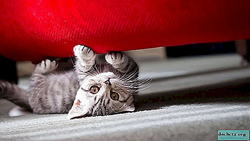If a cat pulls wallpaper and furniture, how to wean it from this habit