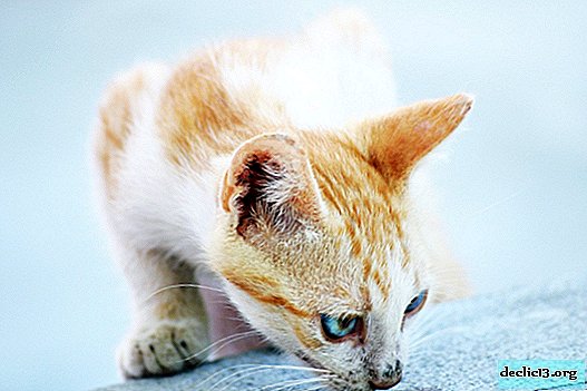Comment éliminer l'odeur d'urine de chat d'un canapé, méthodes traditionnelles