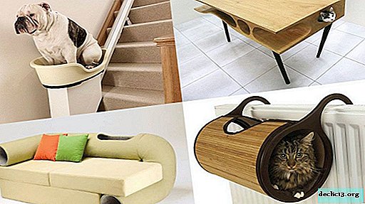 An overview of furniture for animals, how to choose the best option
