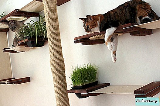 Muligheder for møbler til katte, nyttige tip til valg