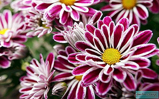 Chrysanthèmes sans égal: caractéristiques, variétés et soin des plantes - Plantes